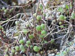 Petrosedum forsterianum