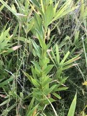 Solidago latissimifolia