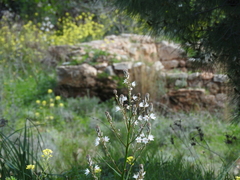 Asphodelus ramosus