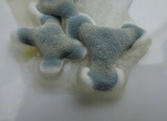 Penicillium