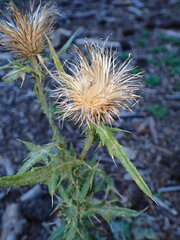 Cirsium arizonicum