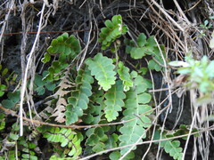 Asplenium ceterach
