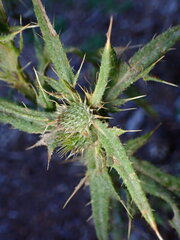 Cirsium arizonicum