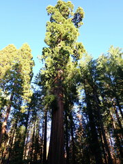Sequoiadendron giganteum