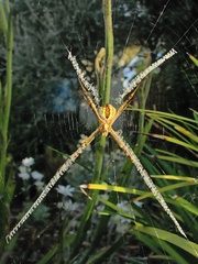 Argiope keyserlingi