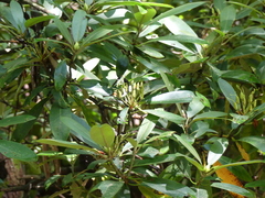 Rhododendron maximum