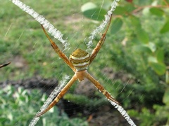 Argiope keyserlingi