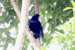 Ptilonorhynchus violaceus