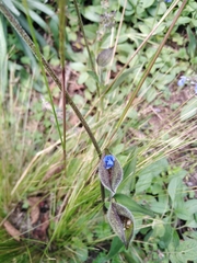 Commelina tuberosa