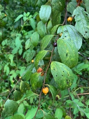 Ziziphus oenopolia