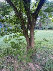 Symplocos paniculata