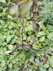 Commelina tuberosa