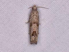 Pelochrista consobrinana