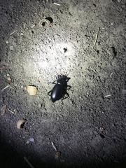 Coelocnemis dilaticollis