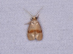 Cochylis caulocatax