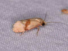 Cochylis caulocatax