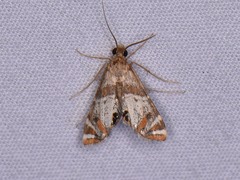 Petrophila jaliscalis