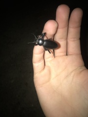 Coelocnemis dilaticollis