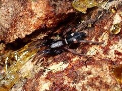 Sergiolus