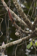 Phoneutria boliviensis