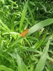 Taractrocera luzonensis