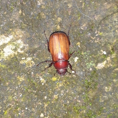 Scarabaeidae