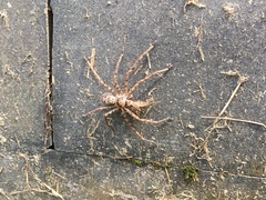 Heteropoda venatoria