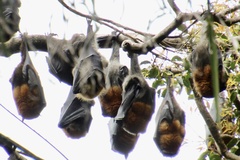 Pteropus poliocephalus