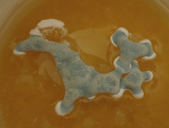 Penicillium