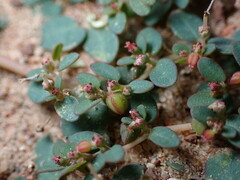 Euphorbia micromera