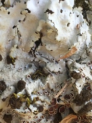 Ricasolia amplissima