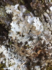 Ricasolia amplissima