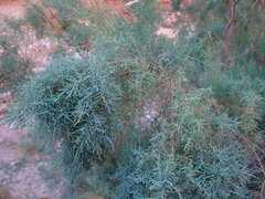 Tamarix chinensis