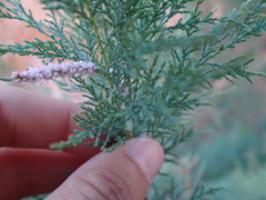 Tamarix chinensis