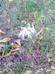 Dianthus superbus stenocalyx