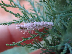 Tamarix chinensis