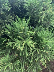 Cryptomeria japonica
