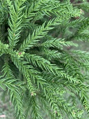 Cryptomeria japonica