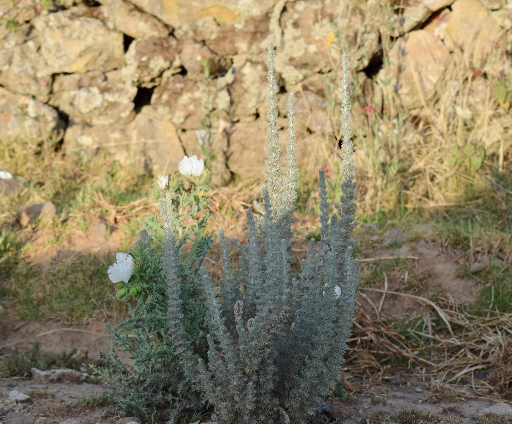 Artemisia klotzschiana (Klotzsch's Wormwood)
