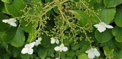 Hydrangea petiolaris