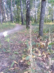Campanula cervicaria