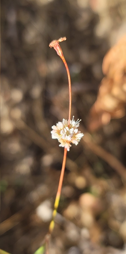 Naked Buckwheat From Pauma Valley Ca Usa On September At Am By