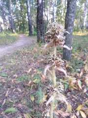 Campanula cervicaria