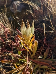 Gentiana algida
