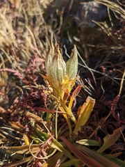 Gentiana algida