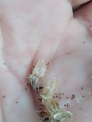 Campanula cervicaria