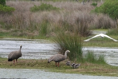 Cereopsis novaehollandiae