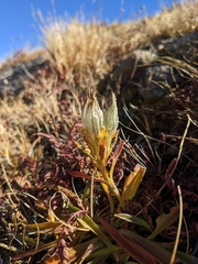 Gentiana algida