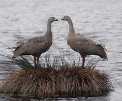 Cereopsis novaehollandiae