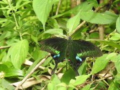 Papilio paris